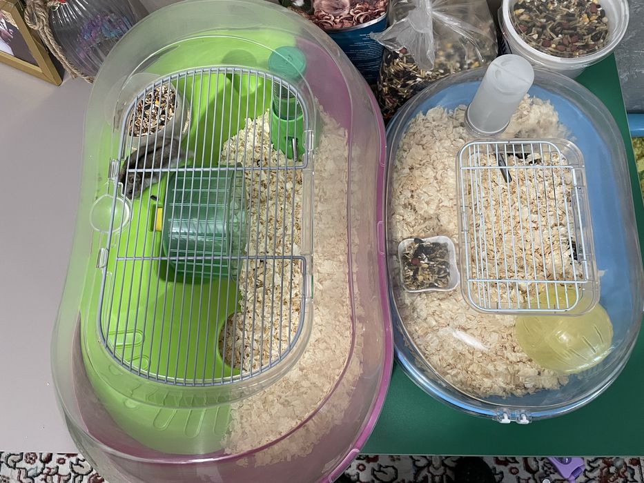 Две клетки и 5 хомяков