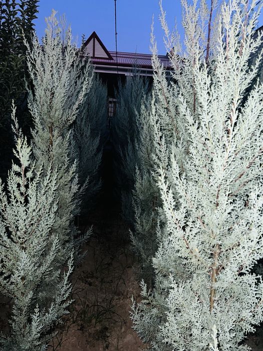 Кипарис Аризонка ва Еллар  сотувда бор