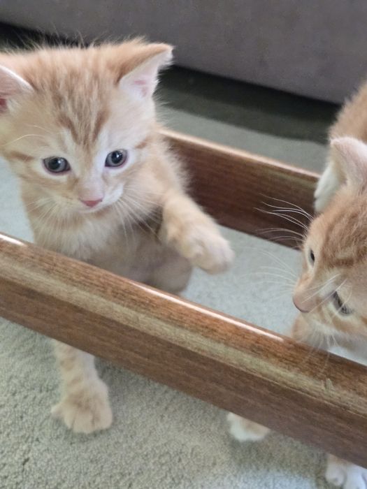 Оранжави котенца