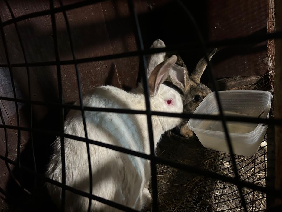 Продам кроликов