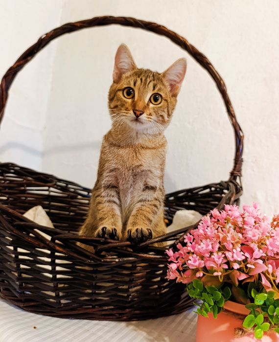 Котенок в добрые руки