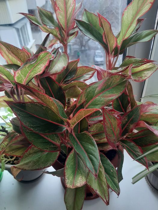 Продам цветы разные