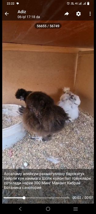 Quyon tovuq jojala sotiladi