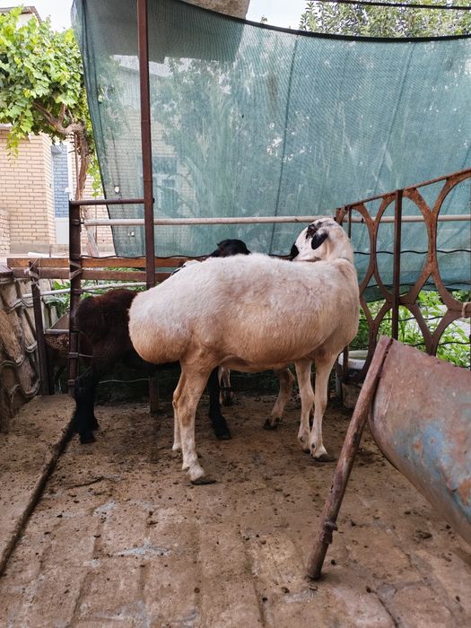 Ona bola Amiri qôylar sotiladi