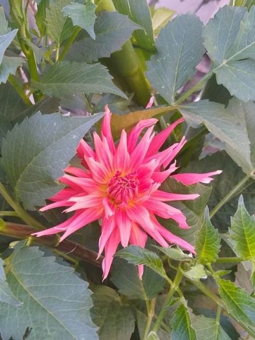 Клубни георгин голландия