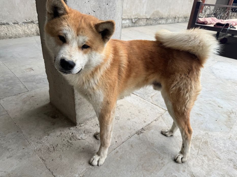 Akita inu 3 mln toza qon: 3 000 000 сум - Собаки Алат на Olx