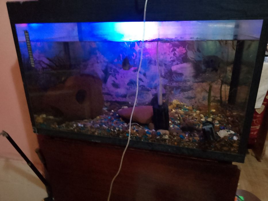 Аквариум с рыбами полный комплект