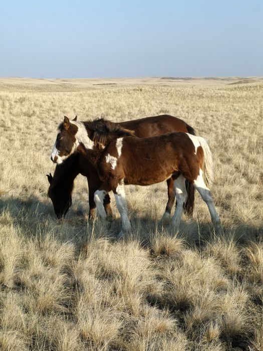 Жабағылар сатылады