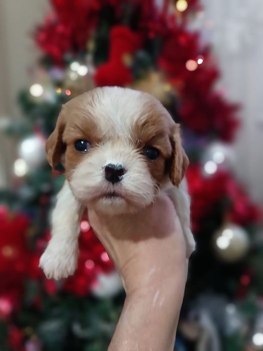 Резерв на щенков кавалера