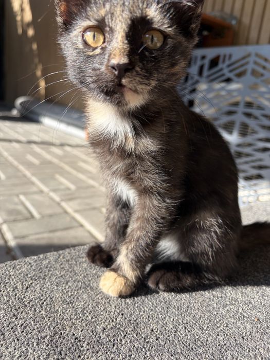 Отдам котят мальчик и девочка 3 мес