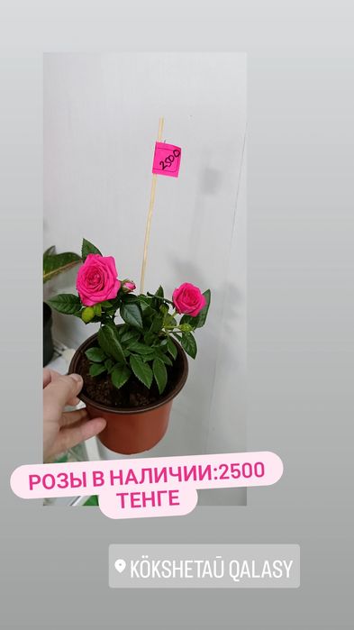 Розочки:2500 тенге