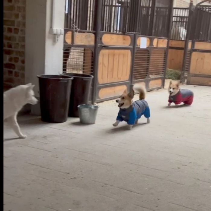 Одежда для собак,комбинезон для собак