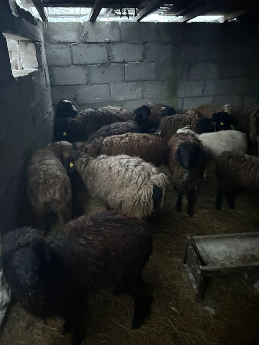 Продам бараны разных возрастов