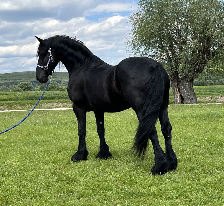 Iapă Friesian Frizian Friz echitatație călărie