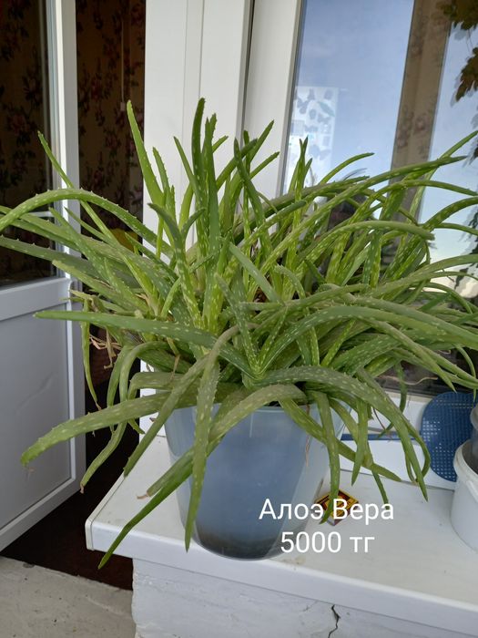 Цветочки для дома и офиса