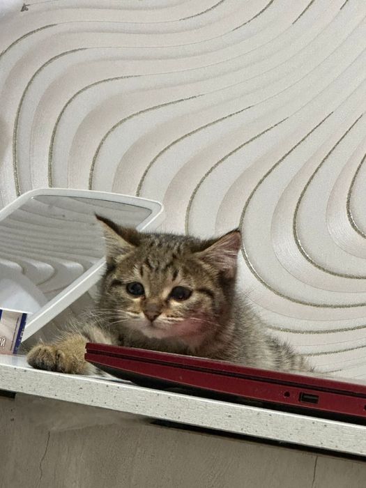 Котенок девочка в добрые руки!