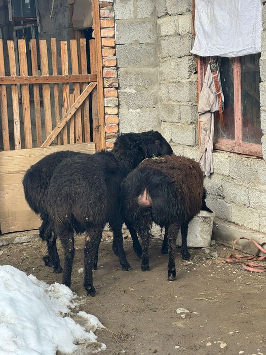 Тоқты қошқар сатылады