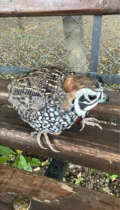 Prepelite MONTEZUMA si de munte