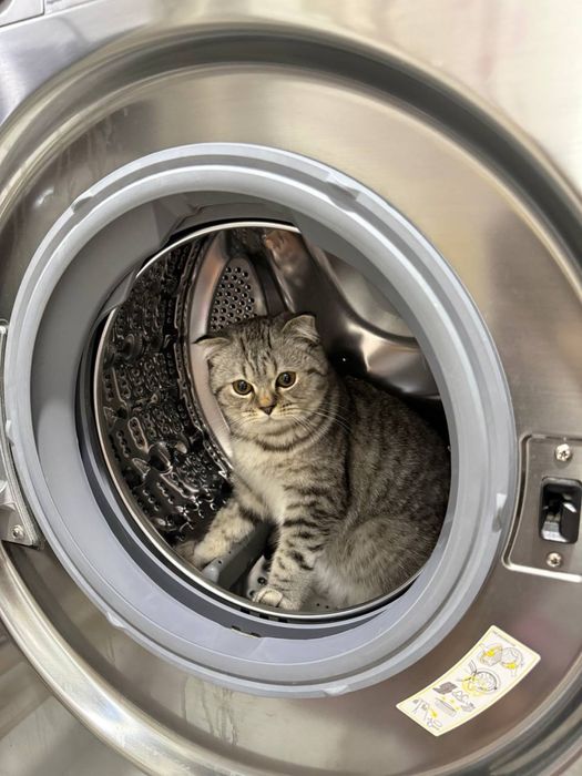 Серебристый шиншилла 8 месяцев