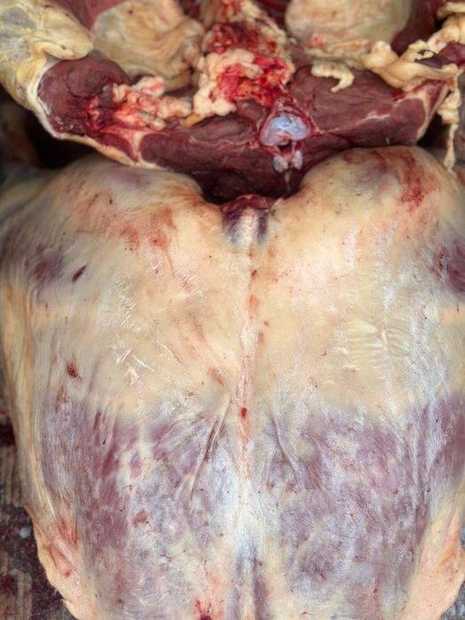 Ет ( мясо) конина!!