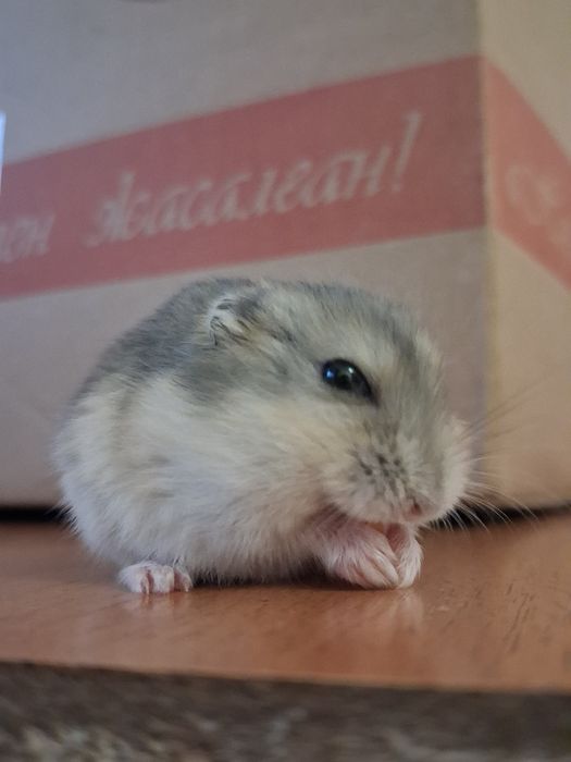 Продам милых хомячков