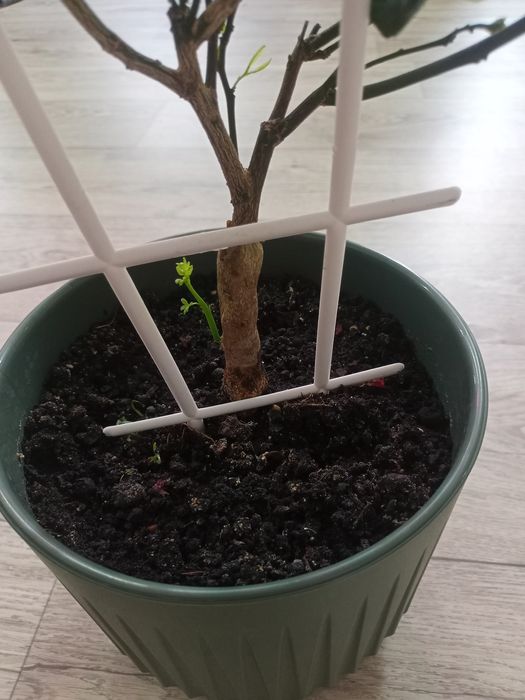 Комнатное мандариновое дерево.