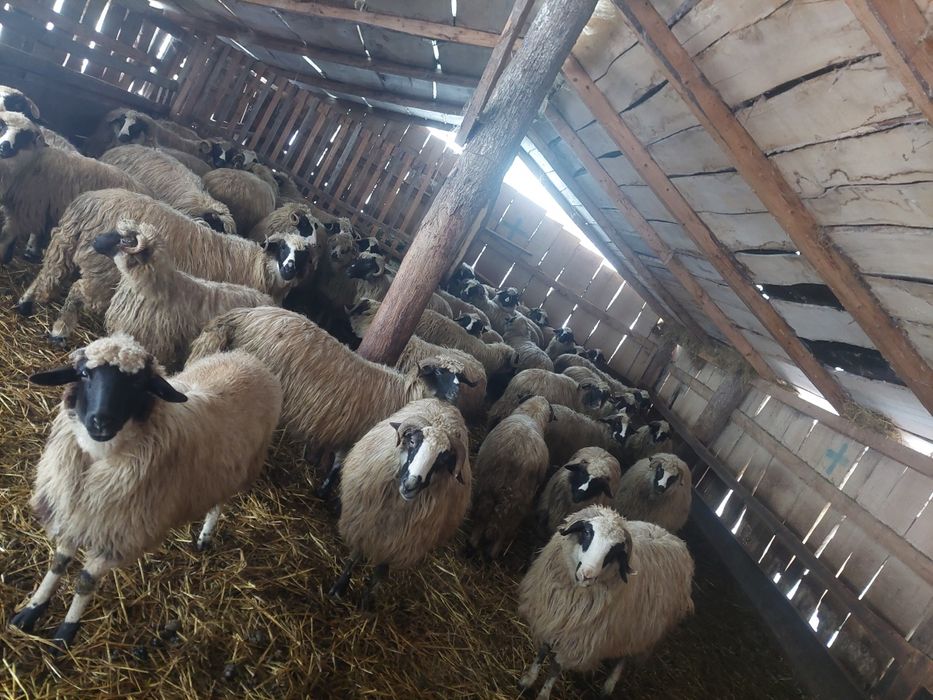 De vânzare breze de Petroșani