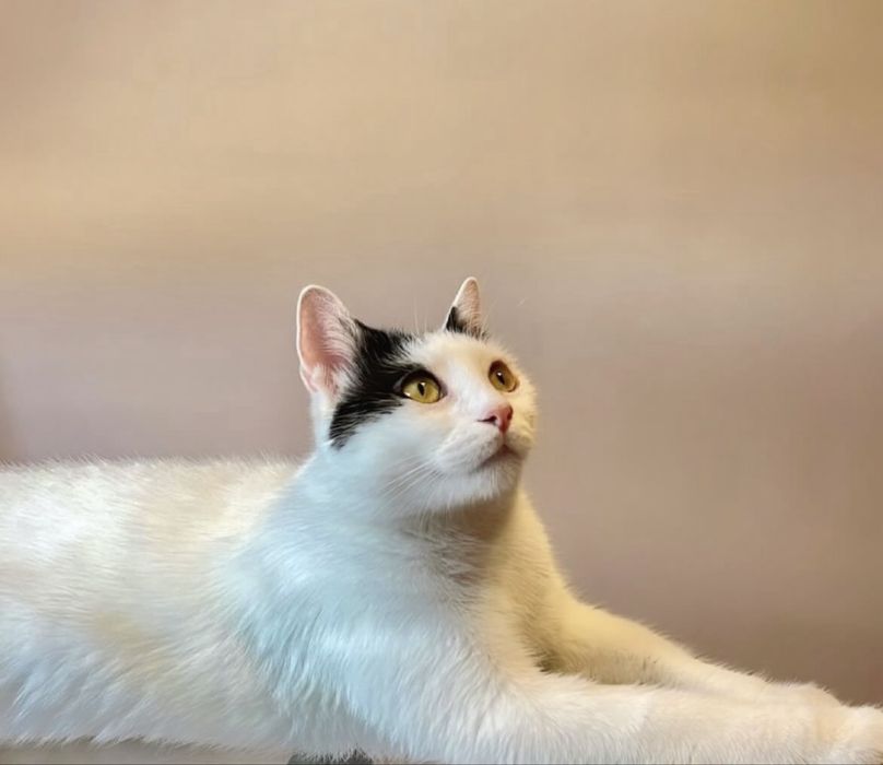 Подарявам мъжки котарак
