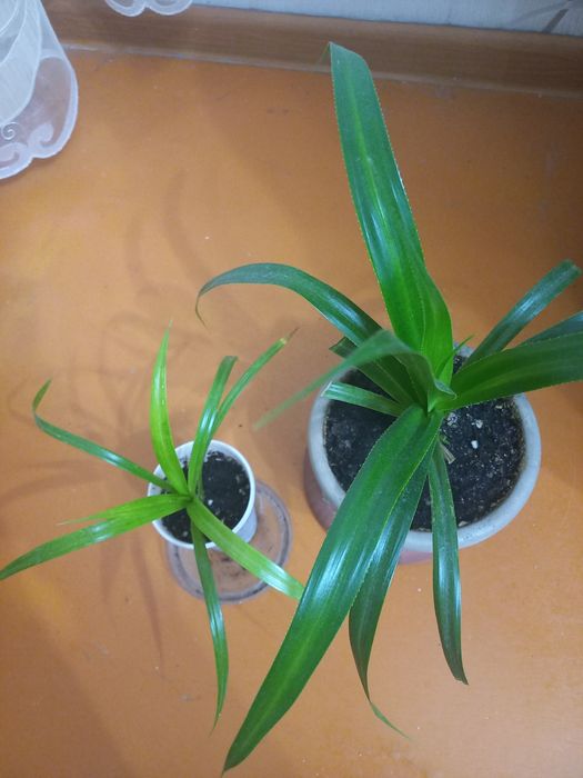 Продам цветы комнатные