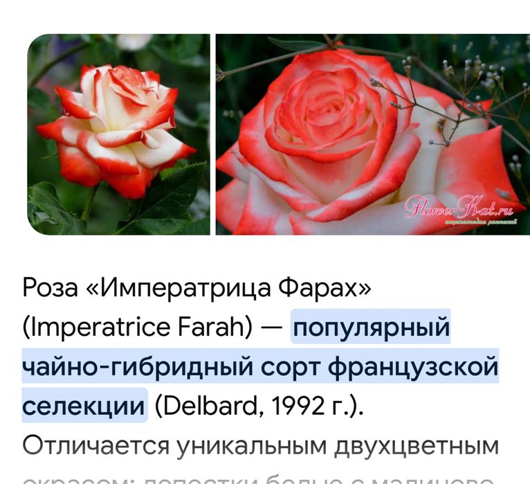 Продам саженцы роз