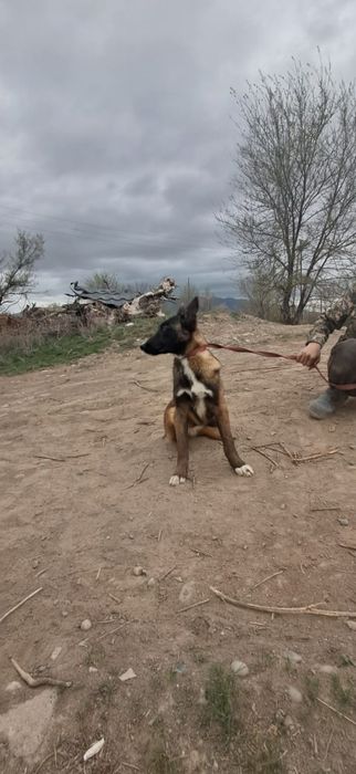 Белгиская окарачка