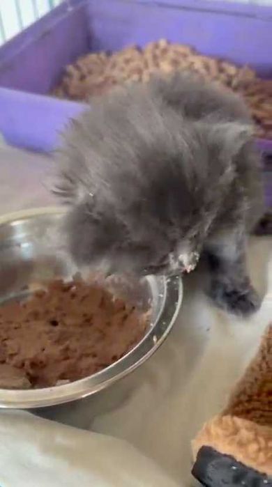 Найдены котята. Ищем им дом!