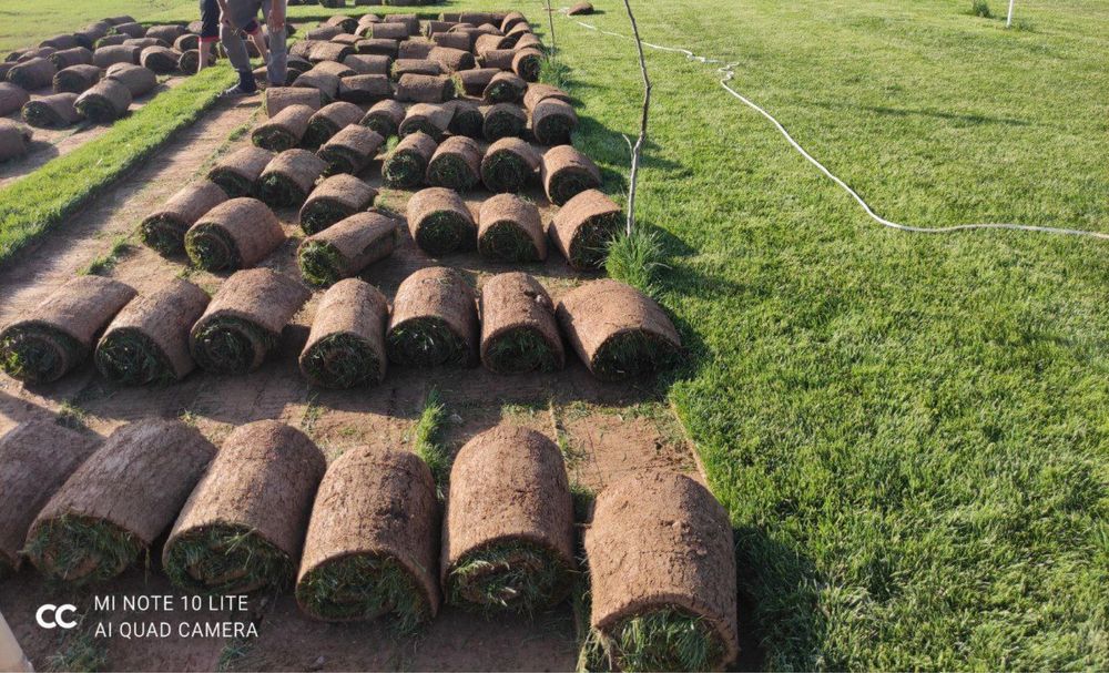 Рулоные газони от производителя