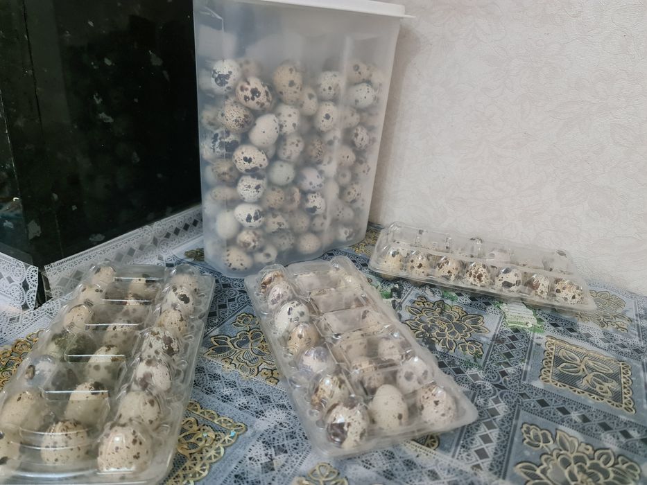 Бөдене жұмыртқасы сатылады 40тг