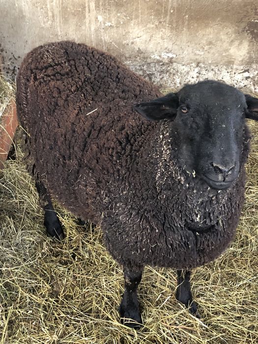 Berbec tinar rasa jura de carne