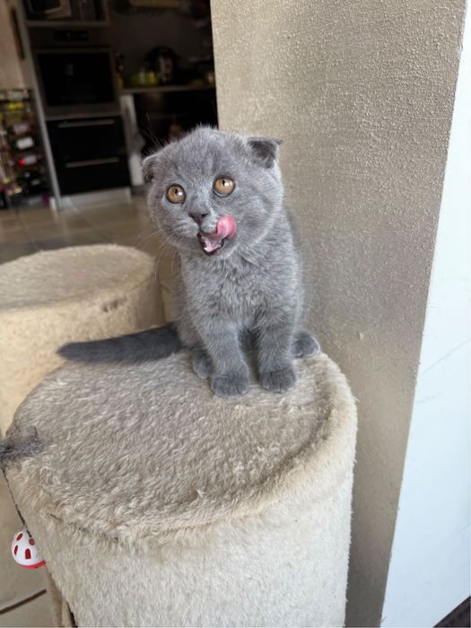 Женско клепоухо шотландче