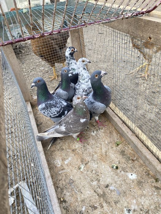 Vand porumbei voiajori