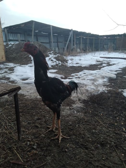 Дакан қораз сатам