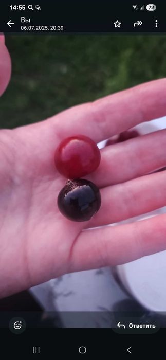 Саженцы смородины,  очень крупной