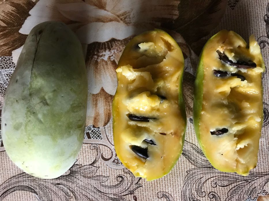 Индиански банан, Асимина трилоба, Asimina triloba,семена и растения
