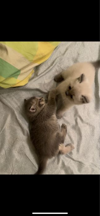 Британские котята