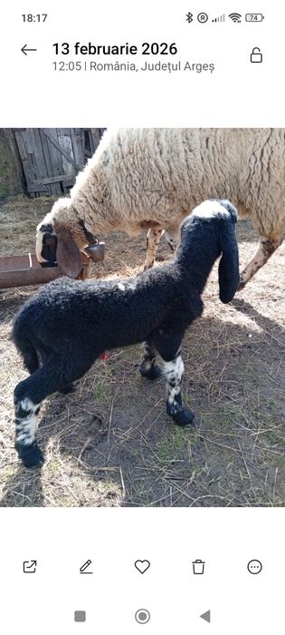 Super oferta ,oi carabașe și breze