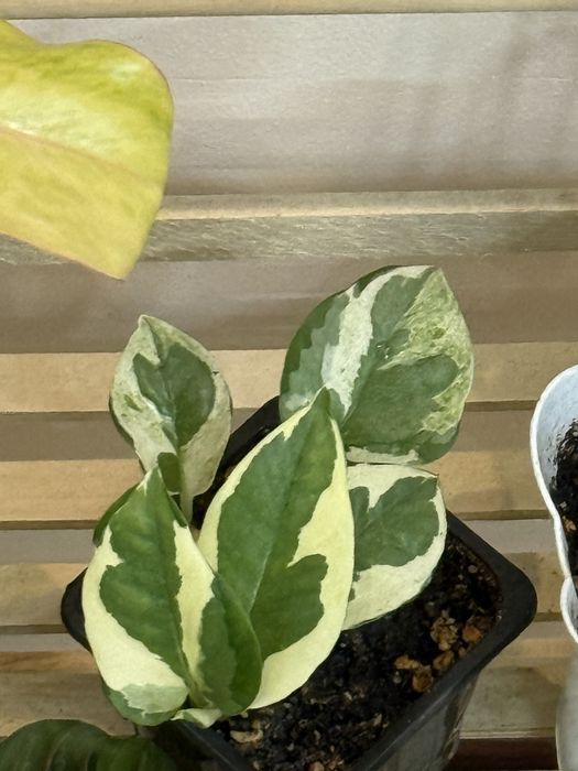 Набор из 6 цветов