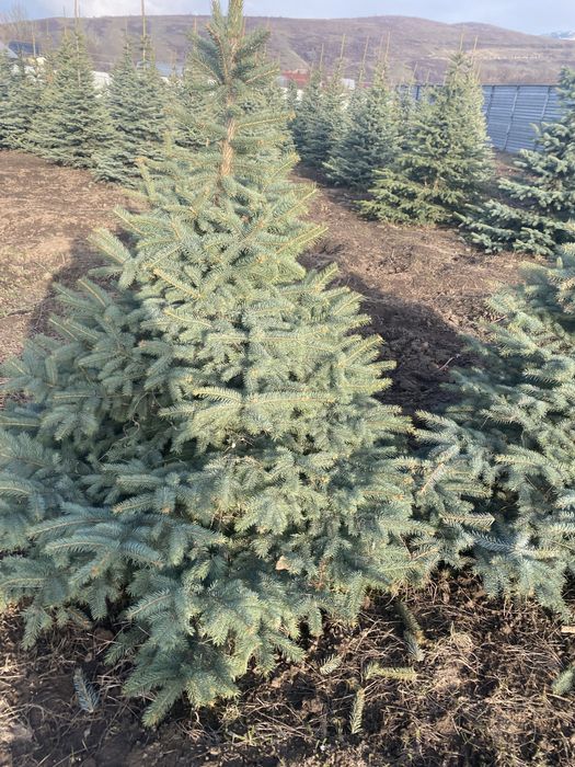 Супер голубые елки ель голубая премиум доставка посадка