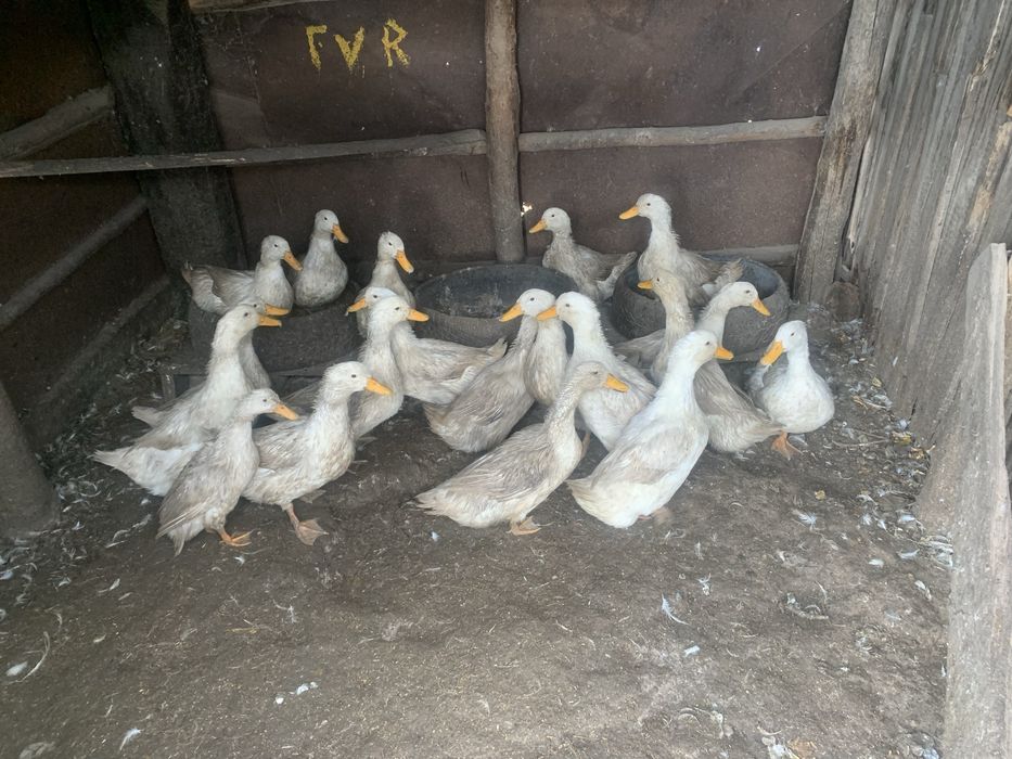 Продается индюки