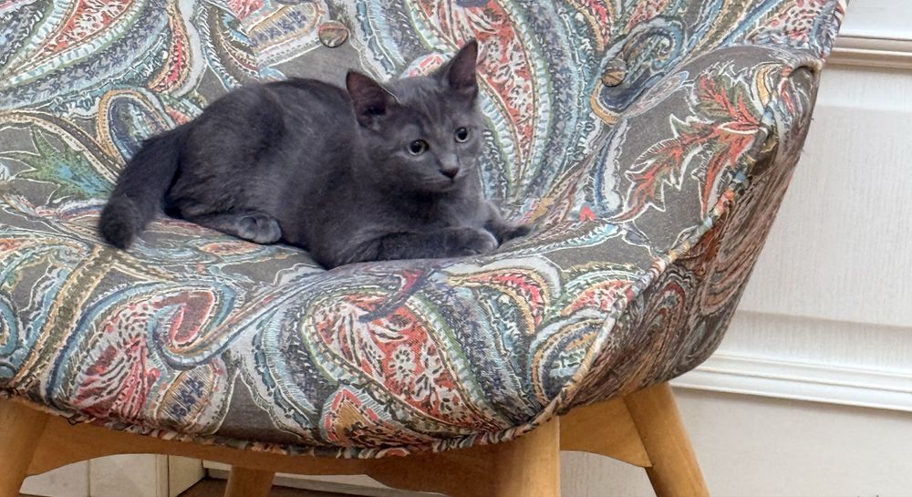 Котик 3 мес , мальчик абсолютно серый!