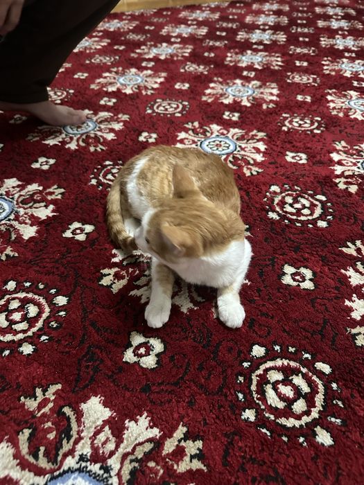 Продам срочно кошку