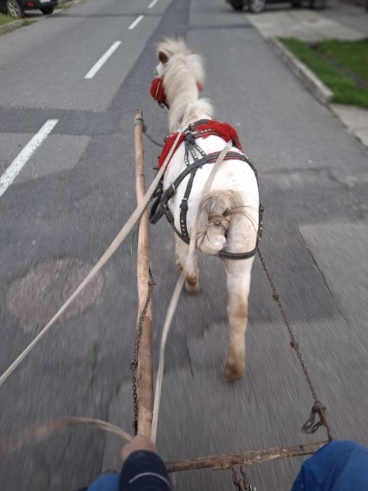 Vând poneita   gestanta