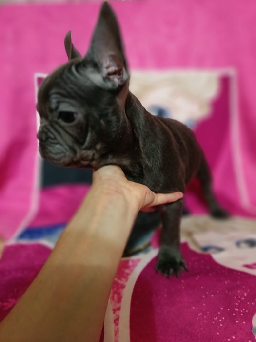 Французские бульдоги щенки