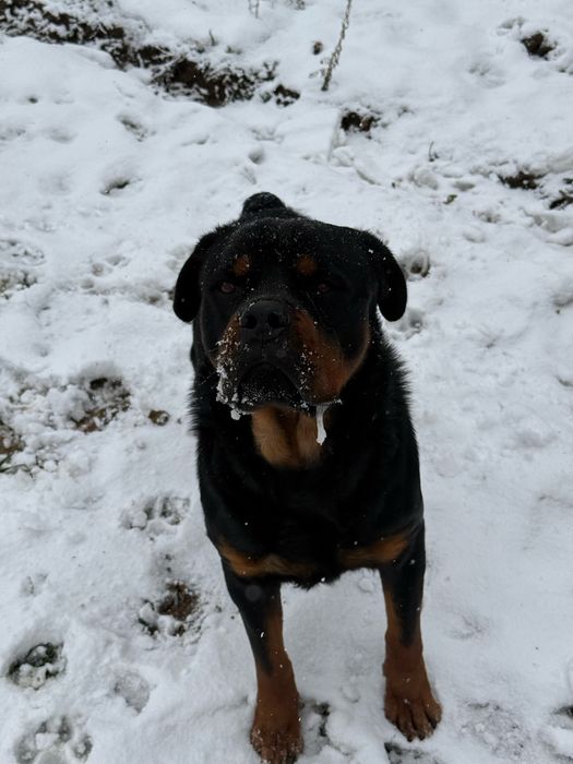 Ротвейлер радословный